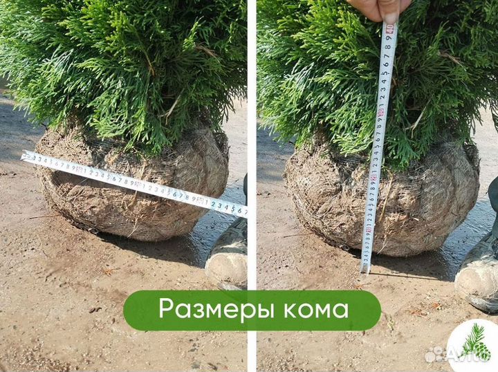 Туя Смарагд 1,3м - для посадки летом