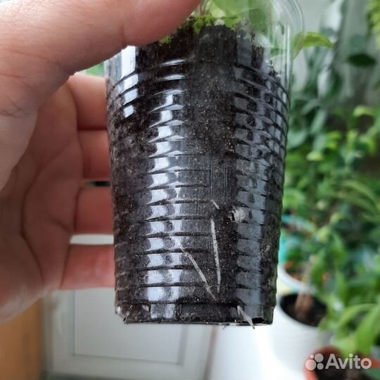 Плющ хедера