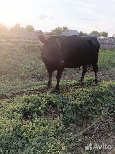 С/х животные