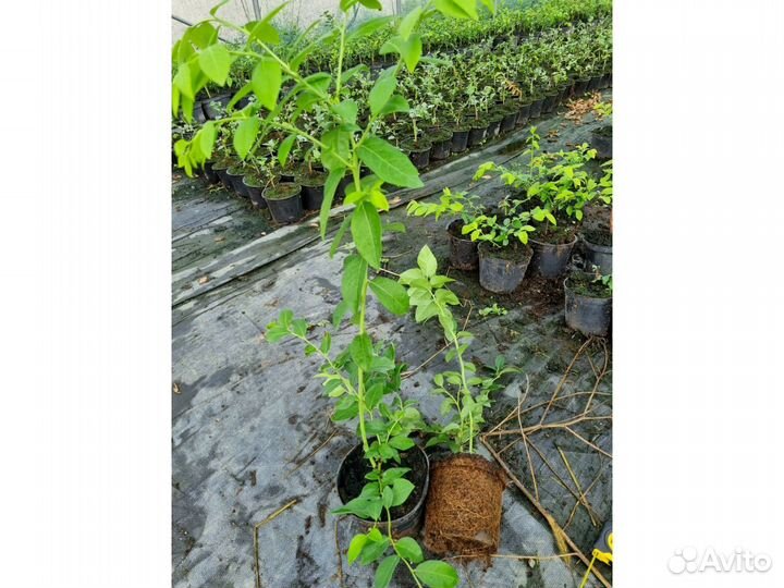 Голубика сорт Спартан