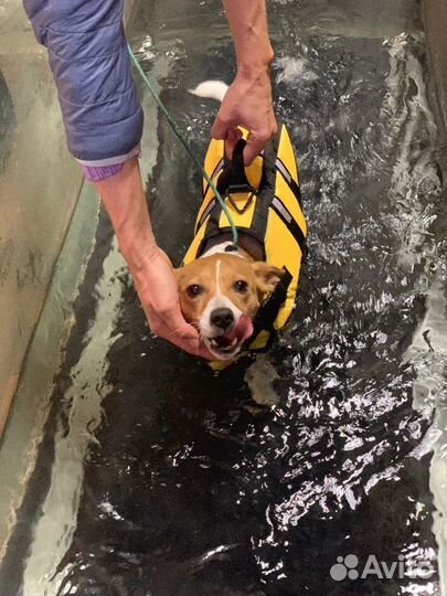 Водная беговая дорожка для собак. Занятия