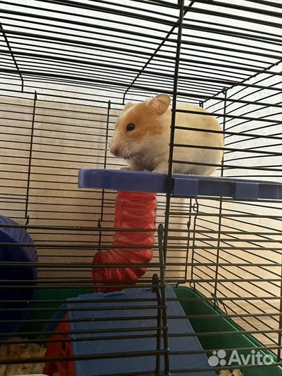 Сирийский хомяк девочка
