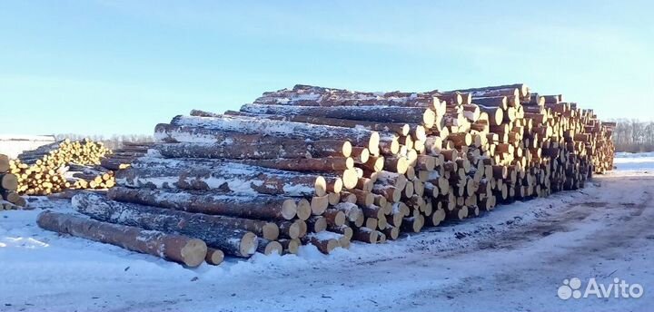 Лес круглый хвоя