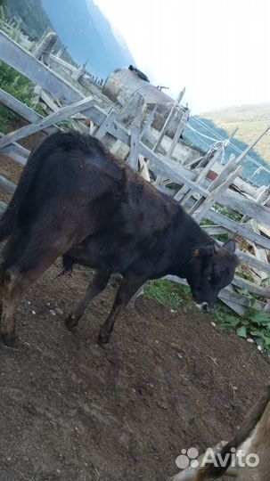 Бычки и телки