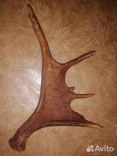 Продам рога лося