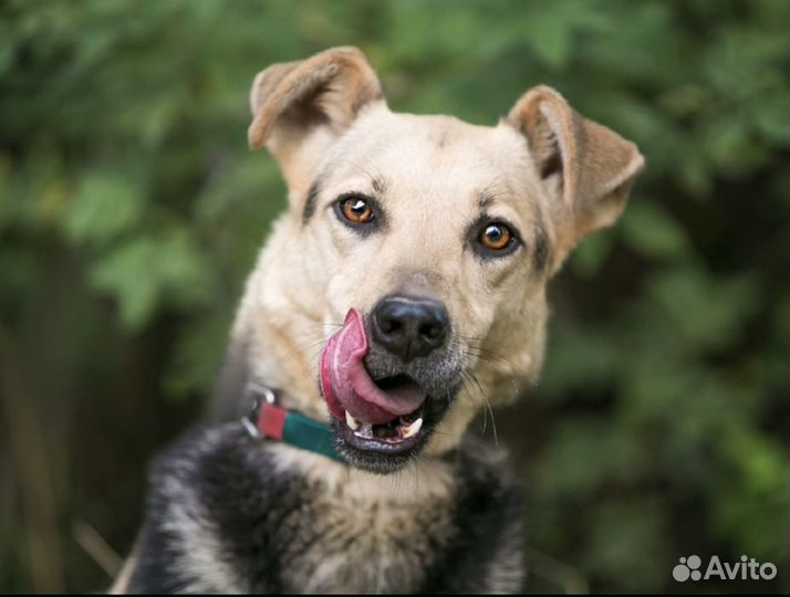 Собака Амандочка