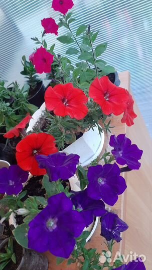 Петуния вегетативная