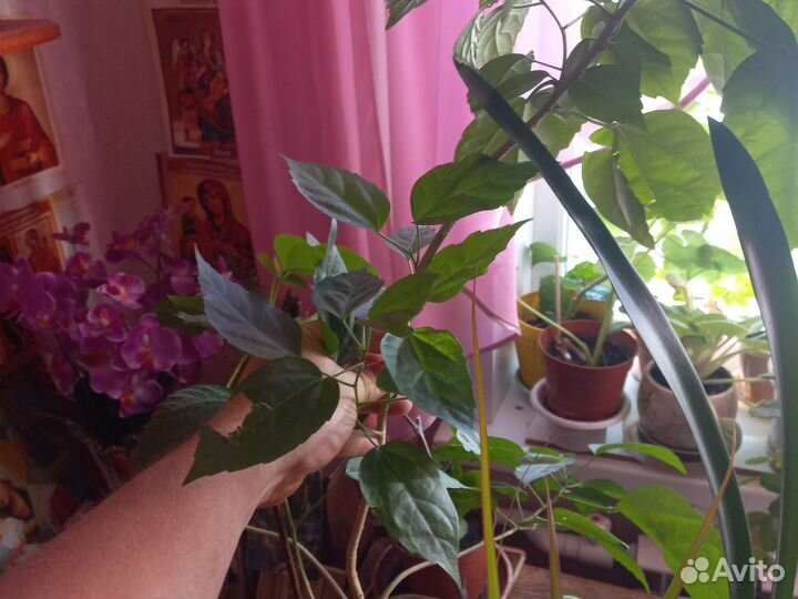 Комнатные цветы