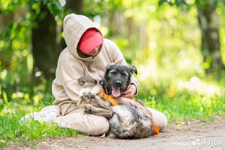 Собака в добрые руки щенок