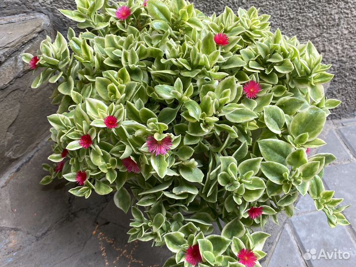 Аптения вариегатная