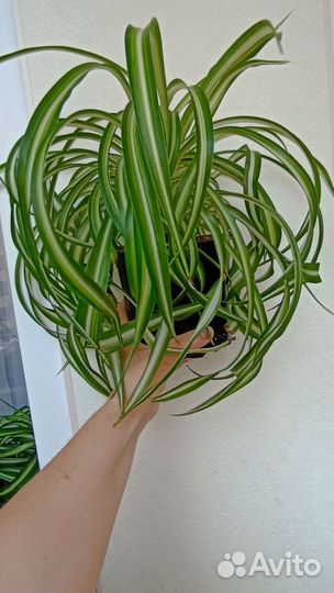 Хлорофитум Бонни (Кудрявый)