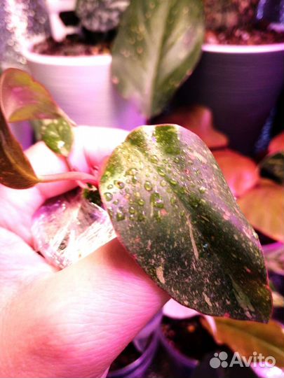 Филодендрон оранжевая принцесса