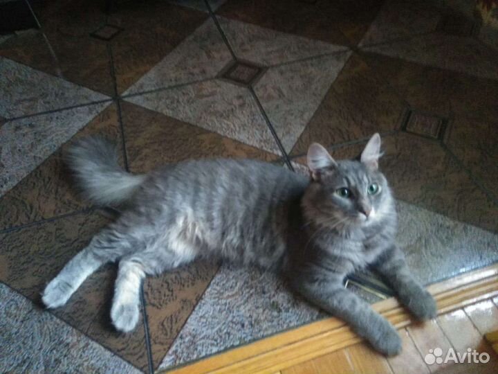 Кот 1 год, метис, серый