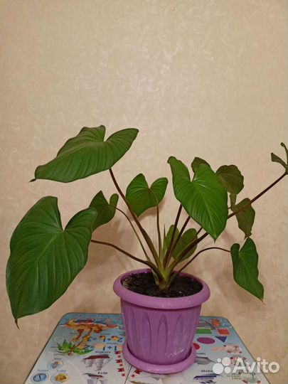 Хамаломена королева сердец шикарный цветок