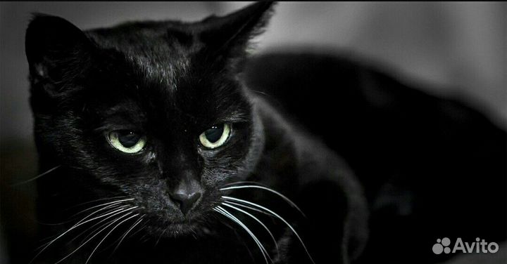 Котик - красавчик