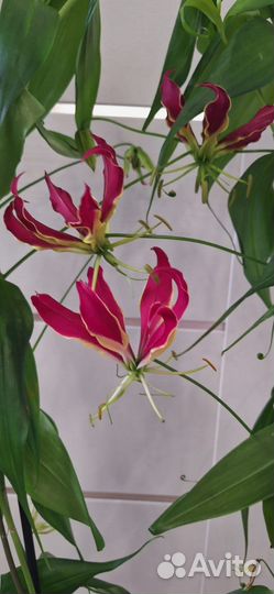 Глориоза Ротшильда (Пламенная Лилия)