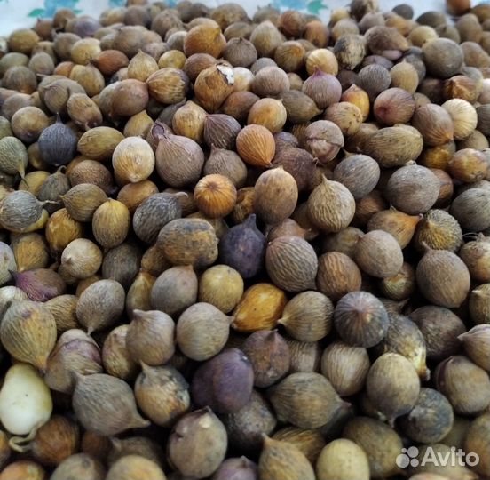 Детки гладиолусов