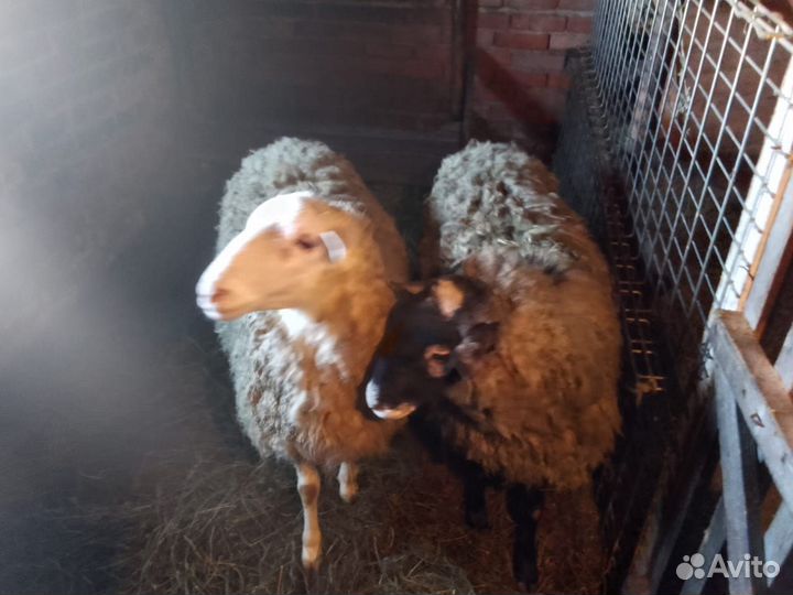Продаю овец