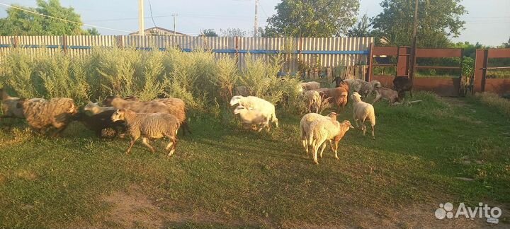 Овцы бараны