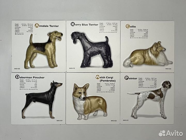 Выпуклые магниты с породистыми собаками