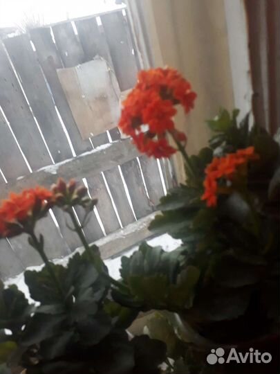 Каланхоэ цветущий