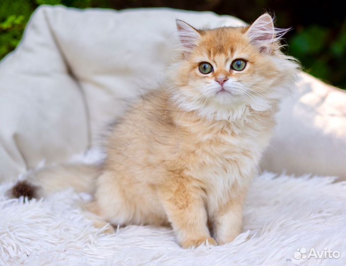 Котята британцы золотая шиншилла девочки