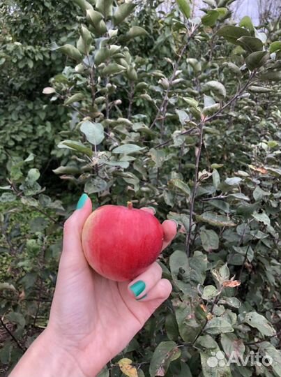 Саженцы плодовых деревьев, кустарники