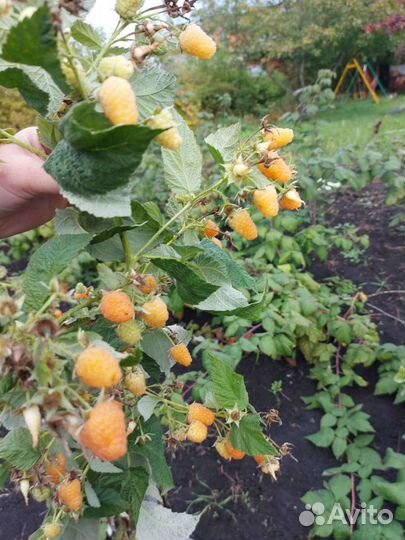 Саженцы ремонтантной малины