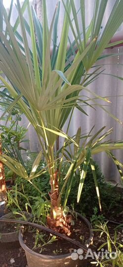 Пальма веерная