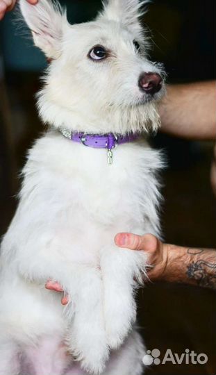 Мальчик и девочка метисы в добрые руки (даром)