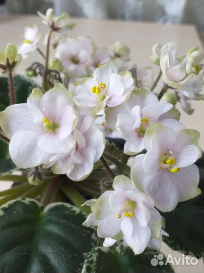 Мини фиалки