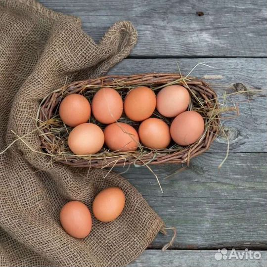 Инкубационное яйцо