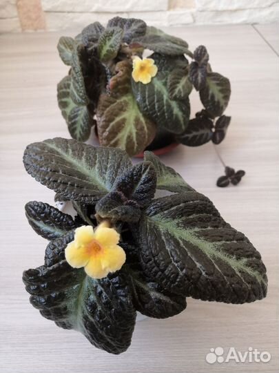 Комнатные растения цветы