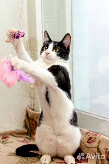 Кошки в добрые руки бесплатно