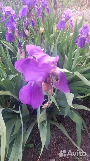 Ирис