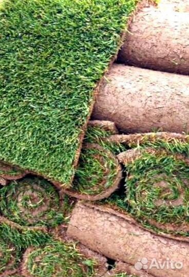 Рулонный газон от производителя