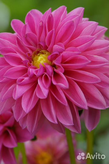 Георгины клубни