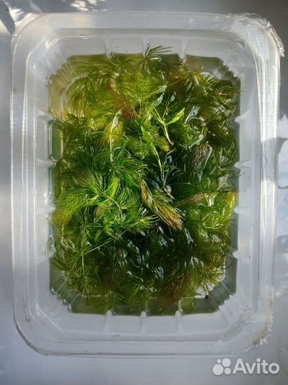 Водоросли для аквариума роголистник