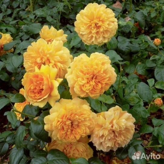 Роза кустовая крупноцветковая - 10 сортов