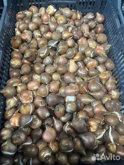 Луковицы тюльпанов для выгонки