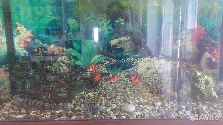 Аквариум с рыбками