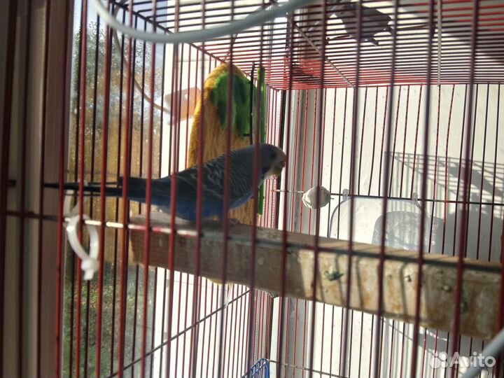 Волнистые попугайчики