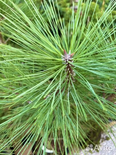 Сосна Pinus Ponderosa