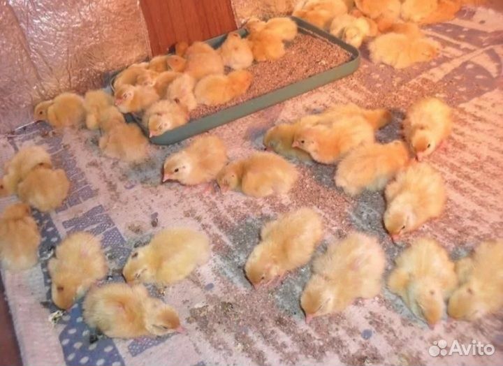 Яйца перепелиные домашние