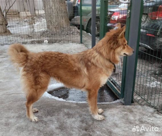 Чудесная собака из Экоприюта в Астрахани ищет дом объявление продам