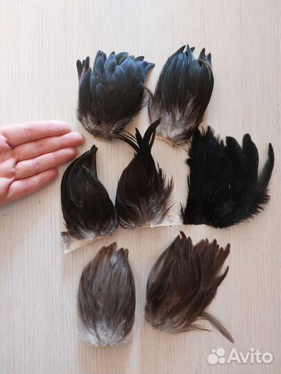 Перья чёрные натуральных. Хобби мушки