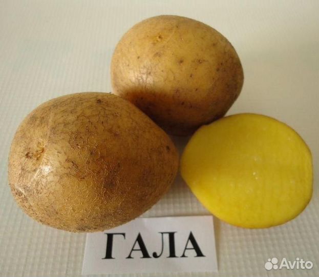 Семенной картофель Гала