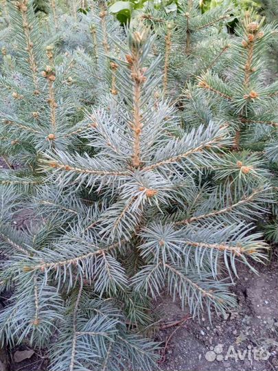 Ель колючая голубая
