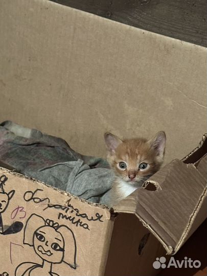 Котята в добрые руки