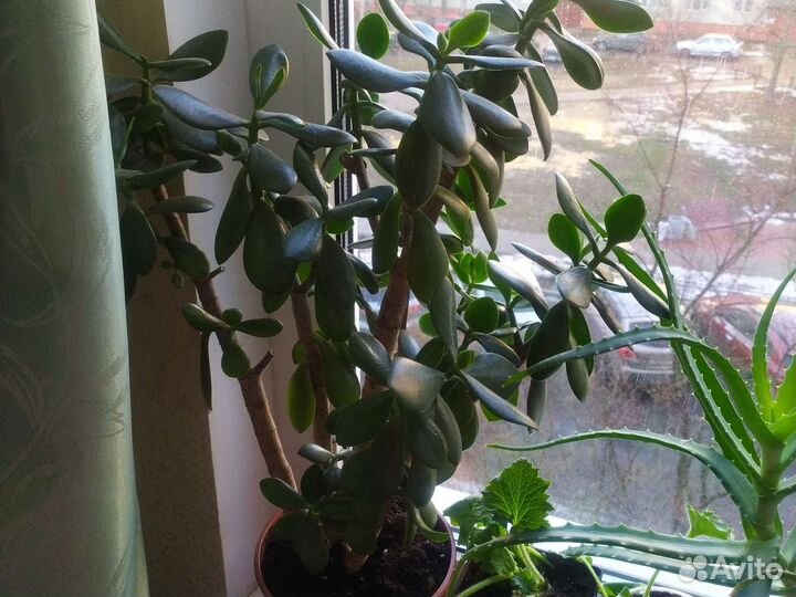 Декабрист, алоэ, спатифилум, толстянка